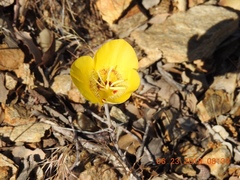 Calochortus concolor