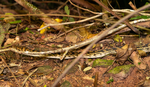 Australian Scrub Python sighting