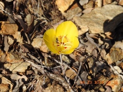 Calochortus concolor