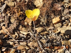 Calochortus concolor