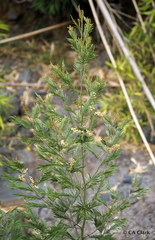 Acacia mearnsii, recorded flowering
