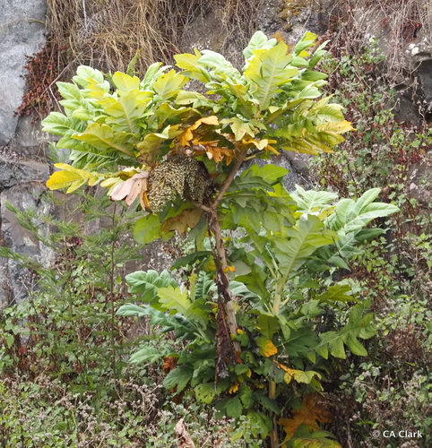 Bocconia frutescens observed 2024-08-19