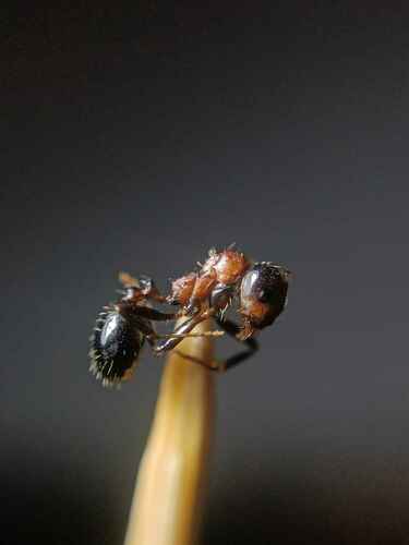 勤劳收获蚁Messor laboriosus