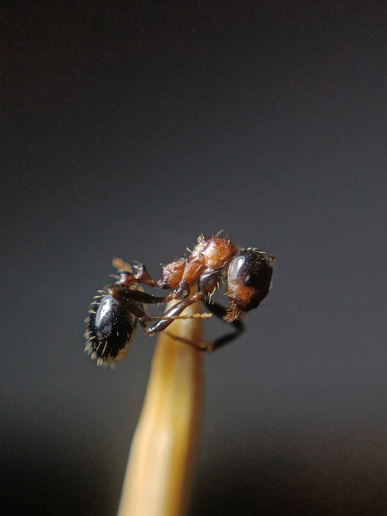 Messor laboriosus