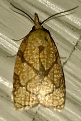 Cenopis reticulatana