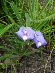 Clitoria guianensis