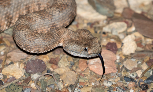 iNaturalist observation photo of Panamint Rattlesnake