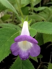 Achimenes mexicana