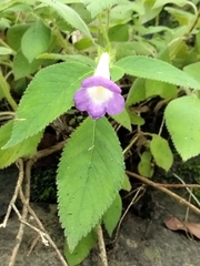 Achimenes mexicana, photograph author not stated, no rights reserved