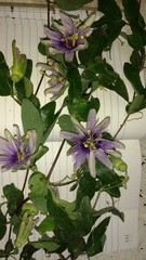 Passifloraceae