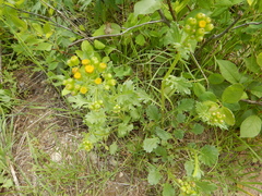 Packera streptanthifolia