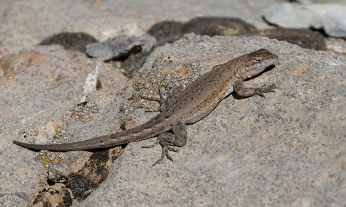 iNaturalist observation photo of Common Side-blotched Lizard