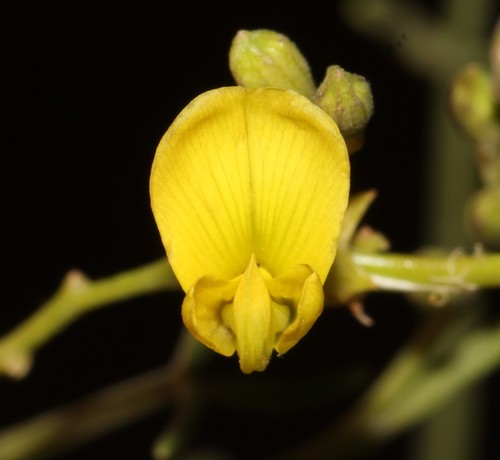 Whistling Gannabush (Calobota halenbergensis)