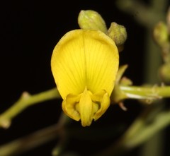Calobota halenbergensis