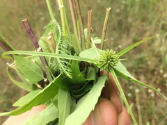 Cyperus lupulinus