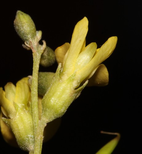 Image of Calobota halenbergensis by (c) Brian du Preez, some rights reserved (CC BY-SA)