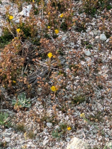 Image of Erythranthe thermalis by (c) Dominic Gentilcore, some rights reserved (CC BY)