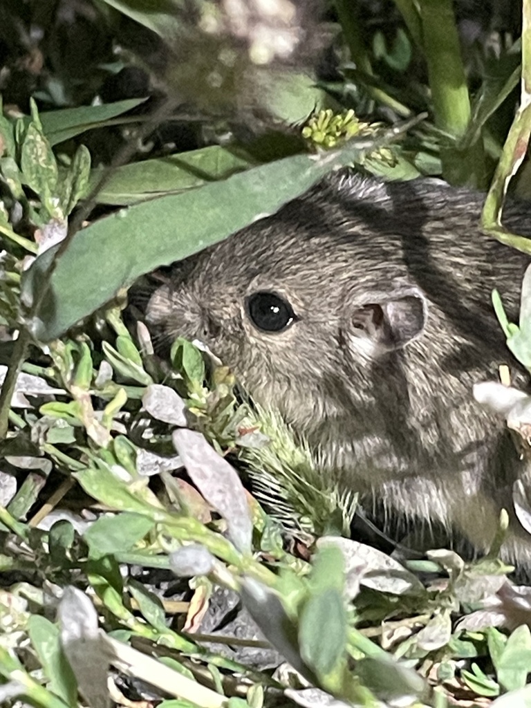 Great Basin Pocket Mouse