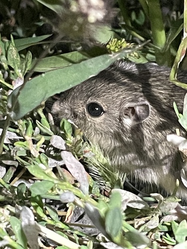 Great Basin Pocket Mouse