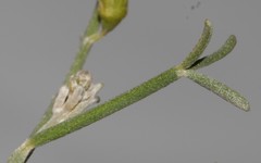 Calobota halenbergensis