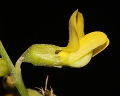 Calobota halenbergensis