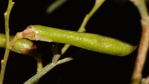 Image of Calobota halenbergensis by (c) Brian du Preez, some rights reserved (CC BY-SA)
