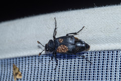 Nicrophorus humator
