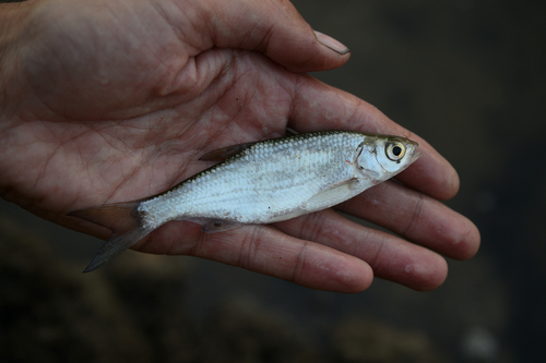 Silver Bream × Rudd