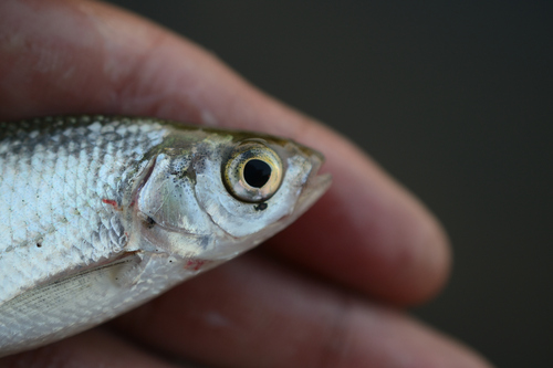 Silver Bream × Rudd