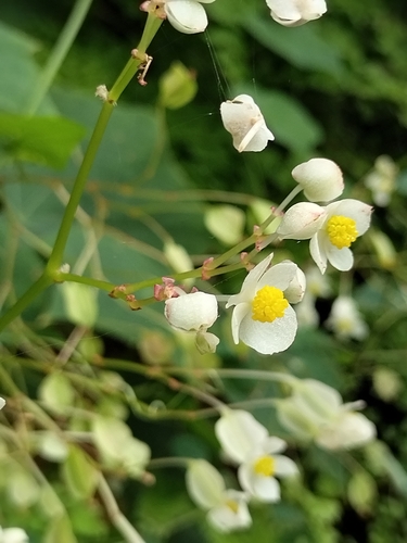 Image of Begonia uruapensis by no rights reserved
