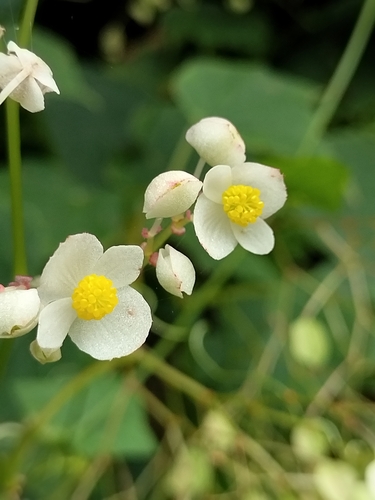 Image of Begonia uruapensis by no rights reserved