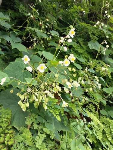 Image of Begonia uruapensis by no rights reserved