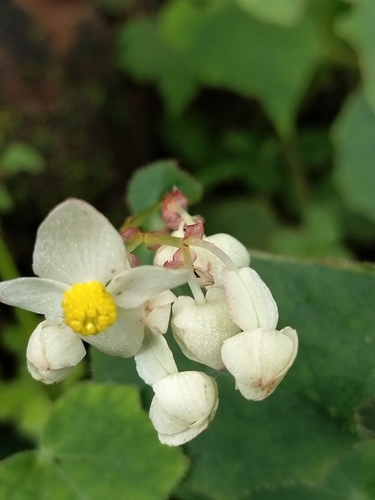 Image of Begonia uruapensis by no rights reserved