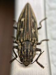 Chalcophora japonica