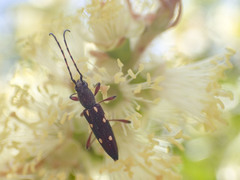 Eburophora octoguttata