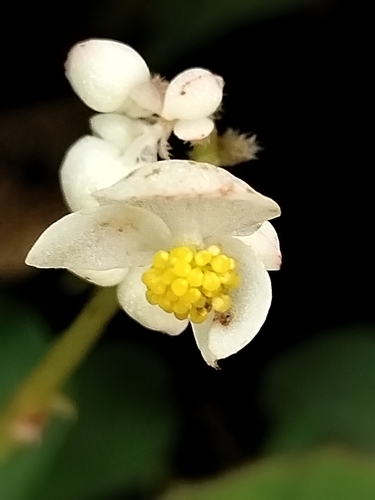 spotted begonia (Begonia uruapensis)