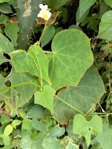 Image of Begonia uruapensis by no rights reserved