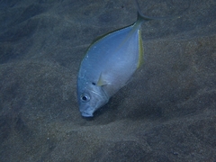 Pseudocaranx dentex