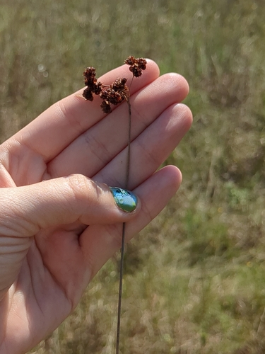 Image of Juncus marginatus by no rights reserved