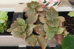 Fittonia albivenis