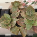 Fittonia verschaffeltii pearsei - Photo (c) Sunnetchan, μερικά δικαιώματα διατηρούνται (CC BY-NC-ND), uploaded by Sunnetchan