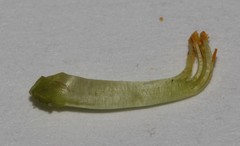 Calobota halenbergensis