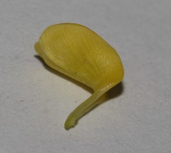 Calobota halenbergensis