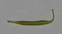 Calobota halenbergensis