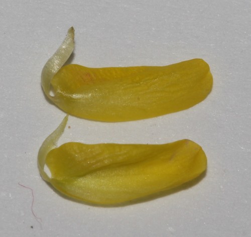 Image of Calobota halenbergensis by (c) Brian du Preez, some rights reserved (CC BY-SA)