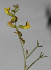 Calobota halenbergensis