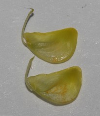 Calobota halenbergensis