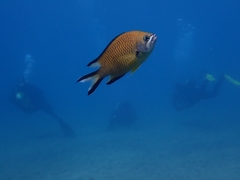 Chromis limbata