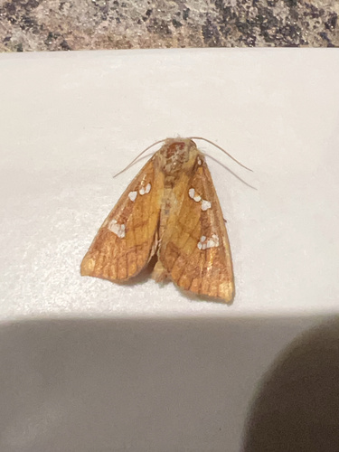 Hop Borer