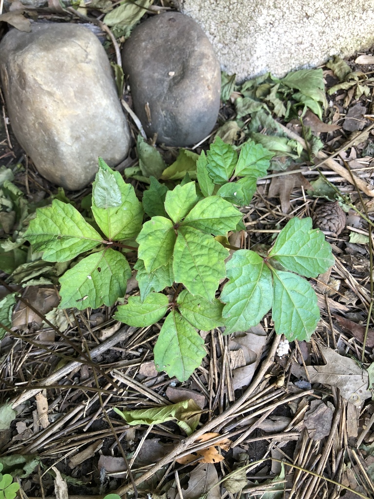 Japanese creeper on June 23, 2019 at 1023 AM by shirgirp · iNaturalist